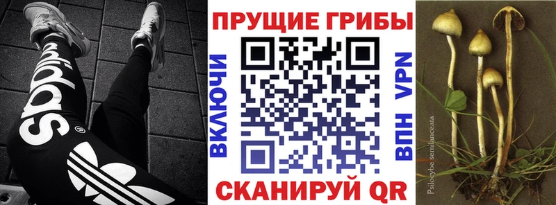 Галлюциногенные грибы прущие грибы где можно купить наркотик Западная Двина
